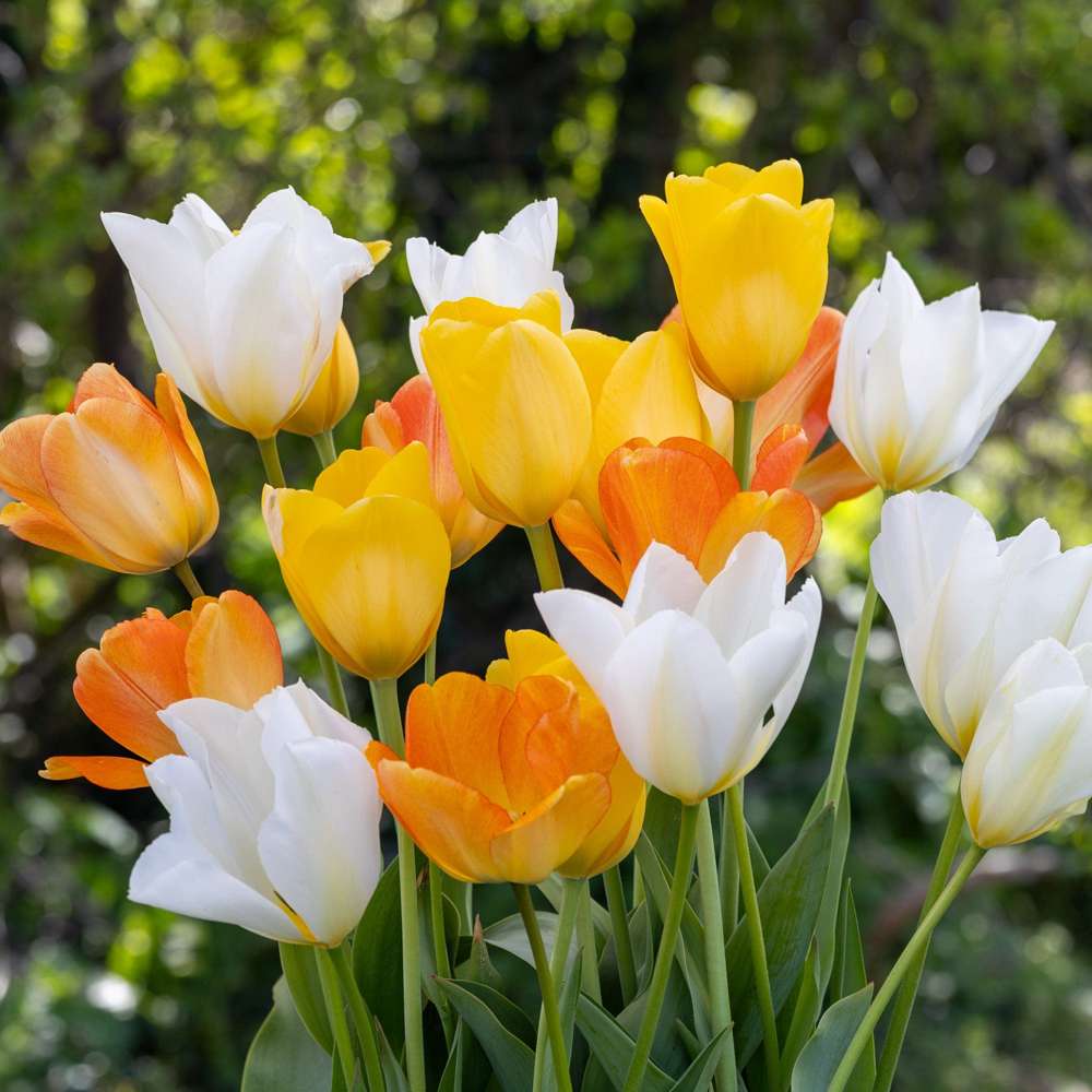 'Springtime' Tulipanblanding